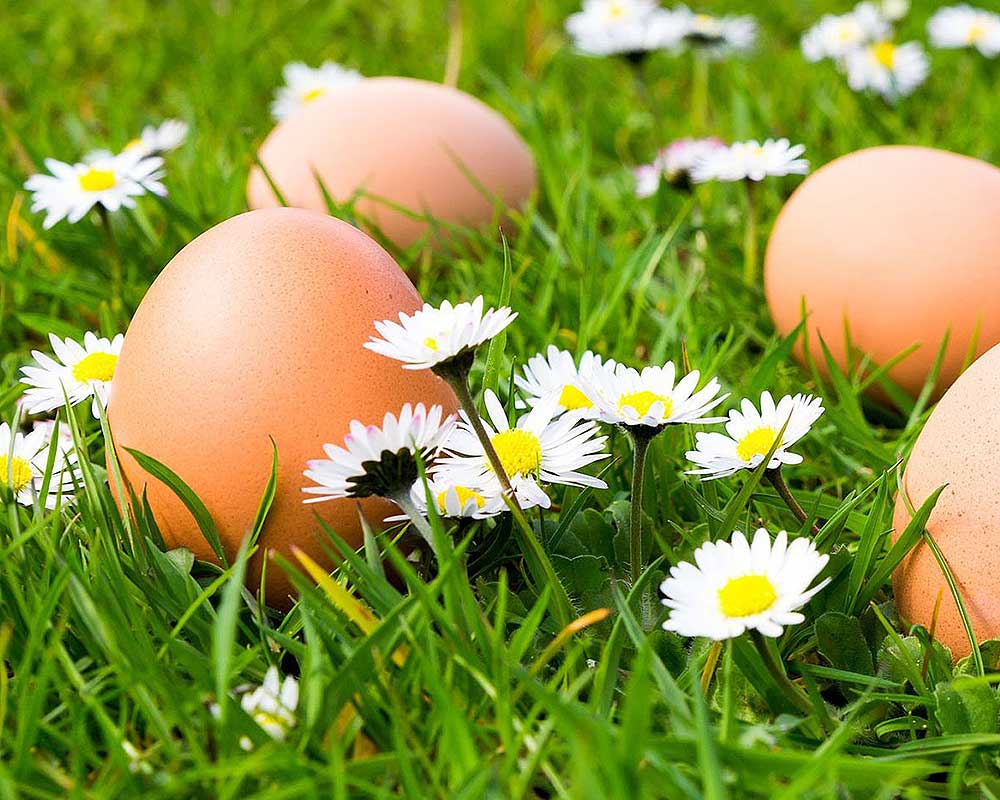 Regionale Eier in nahkauf